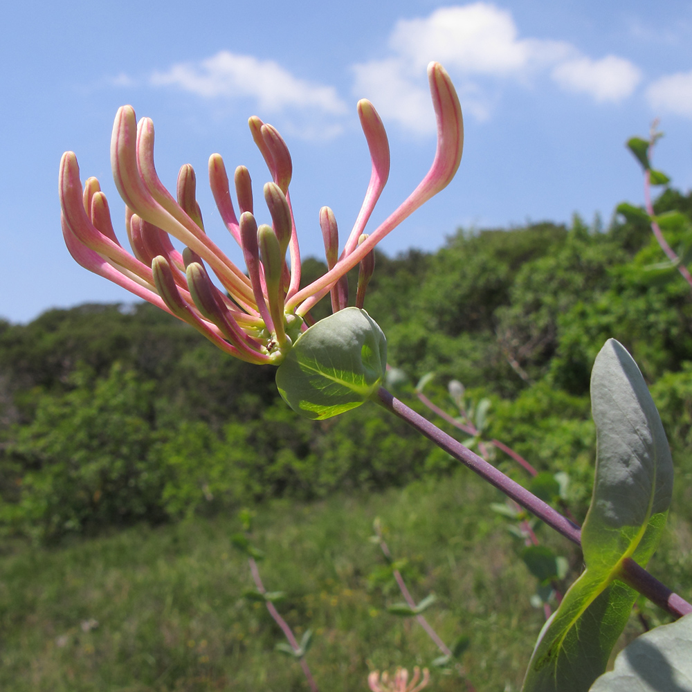 Изображение особи Lonicera etrusca.