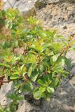 Arbutus andrachne