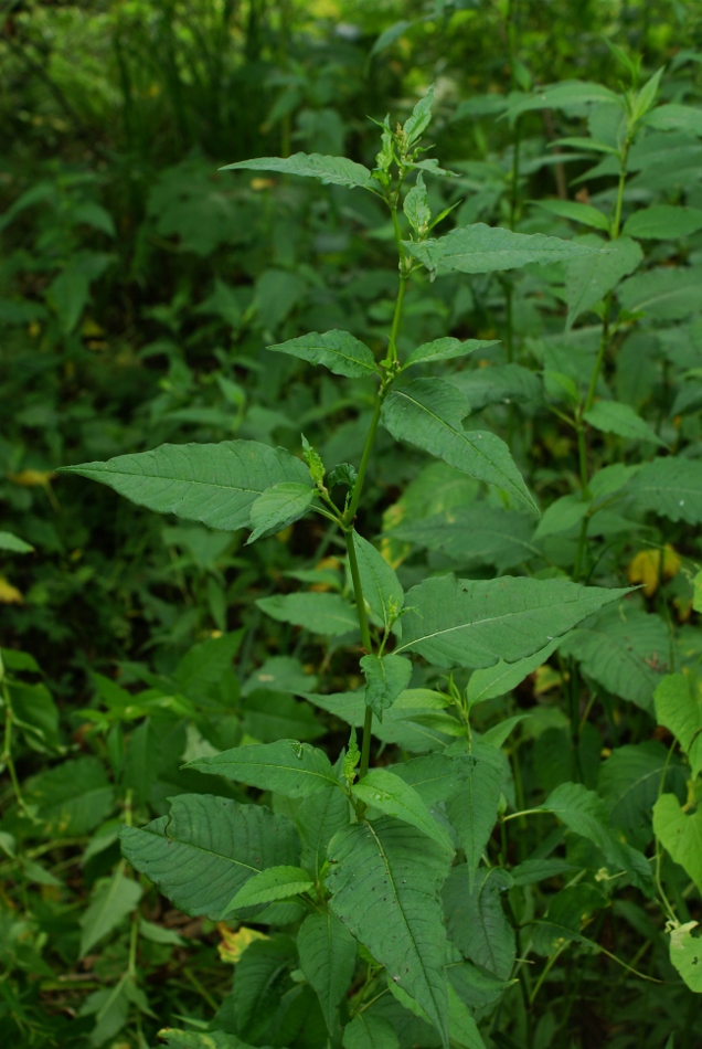 Изображение особи Aconogonon limosum.