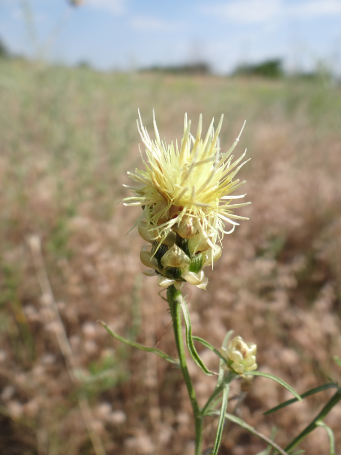 Изображение особи Centaurea paczoskii.