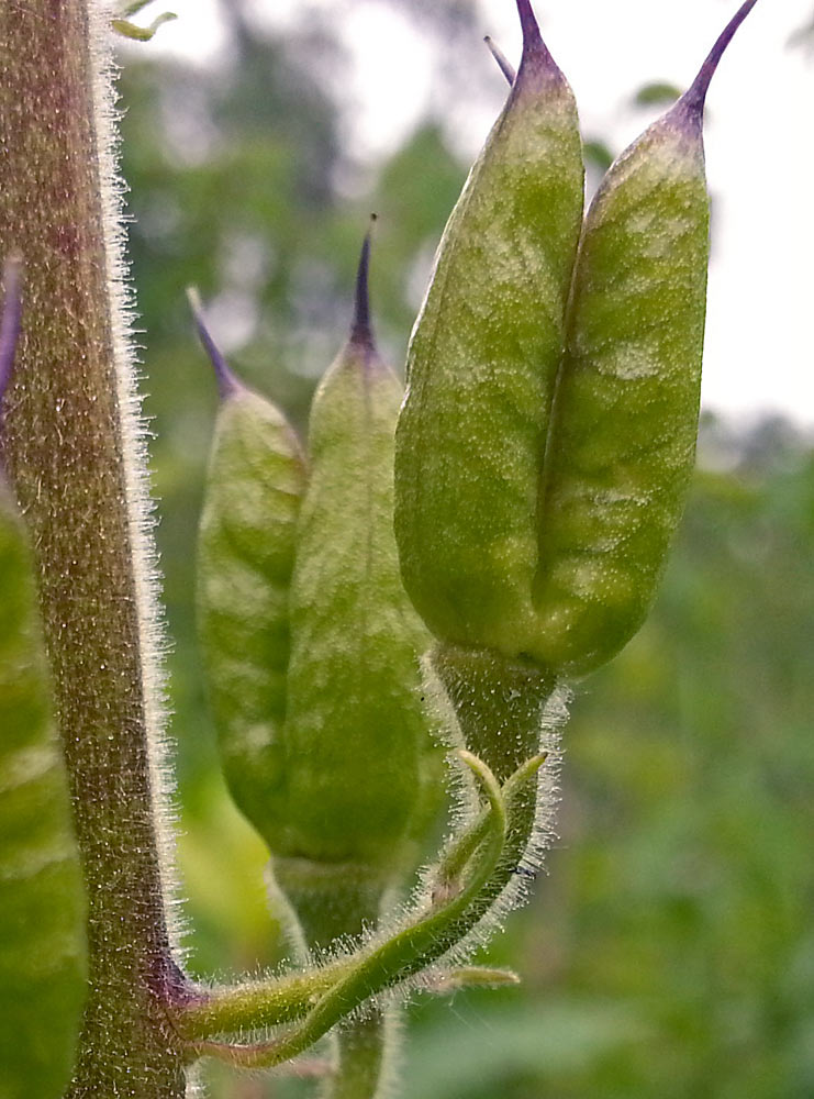 Изображение особи Aconitum septentrionale.