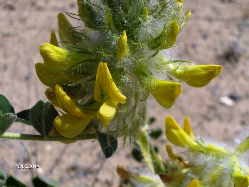 Image of Astragalus vulpinus specimen.