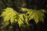 Acer platanoides