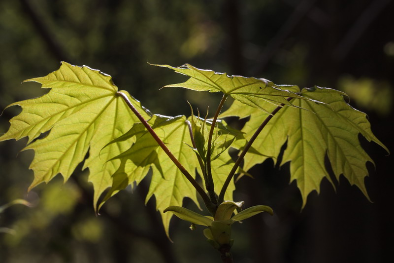 Image of Acer platanoides specimen.