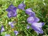 Campanula rotundifolia. Верхушки цветущих растений. Тверская обл., Кимрский р-н, окр. дер. Устиново, опушка смешанного леса возле болота. 19.07.2014.