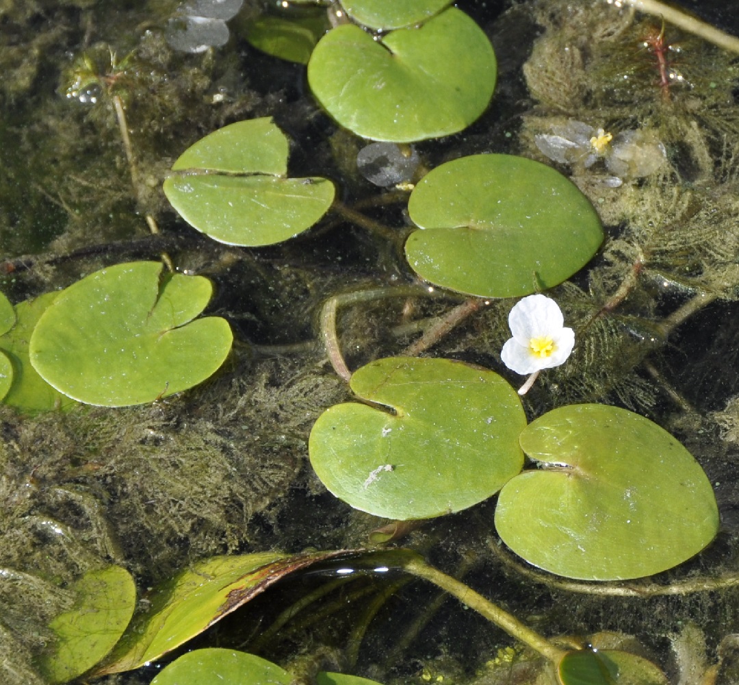 Изображение особи Hydrocharis morsus-ranae.