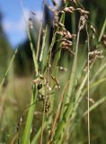 Hierochloe arctica