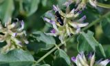 Glycyrrhiza soongorica