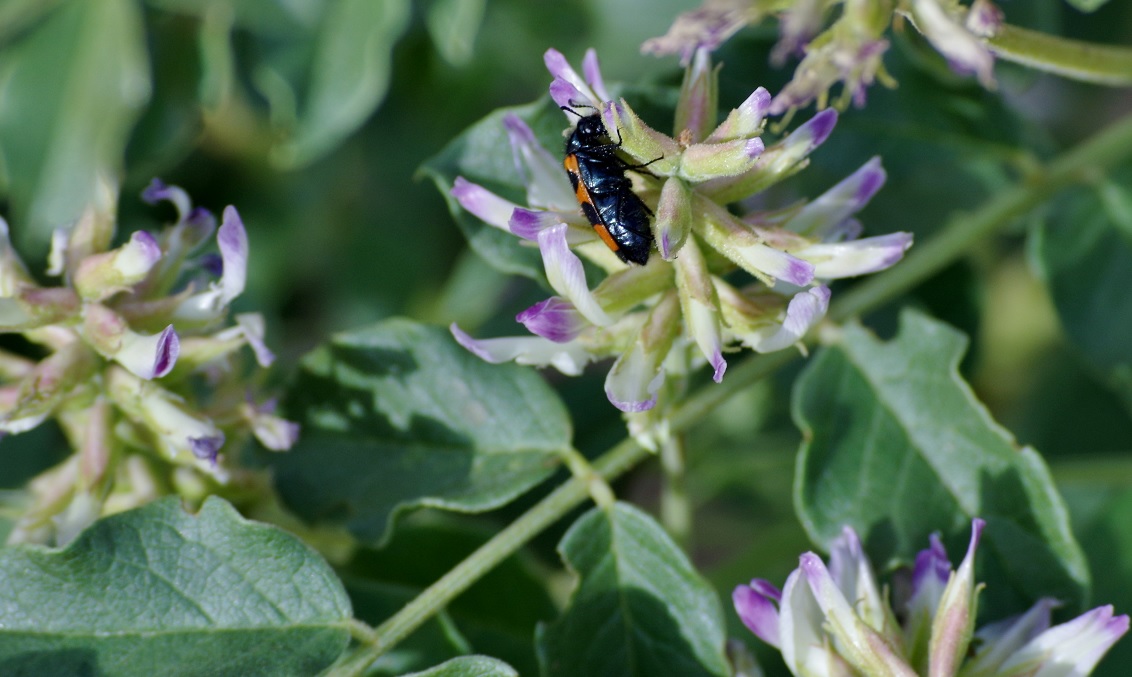 Изображение особи Glycyrrhiza soongorica.