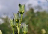 Aconitum coreanum