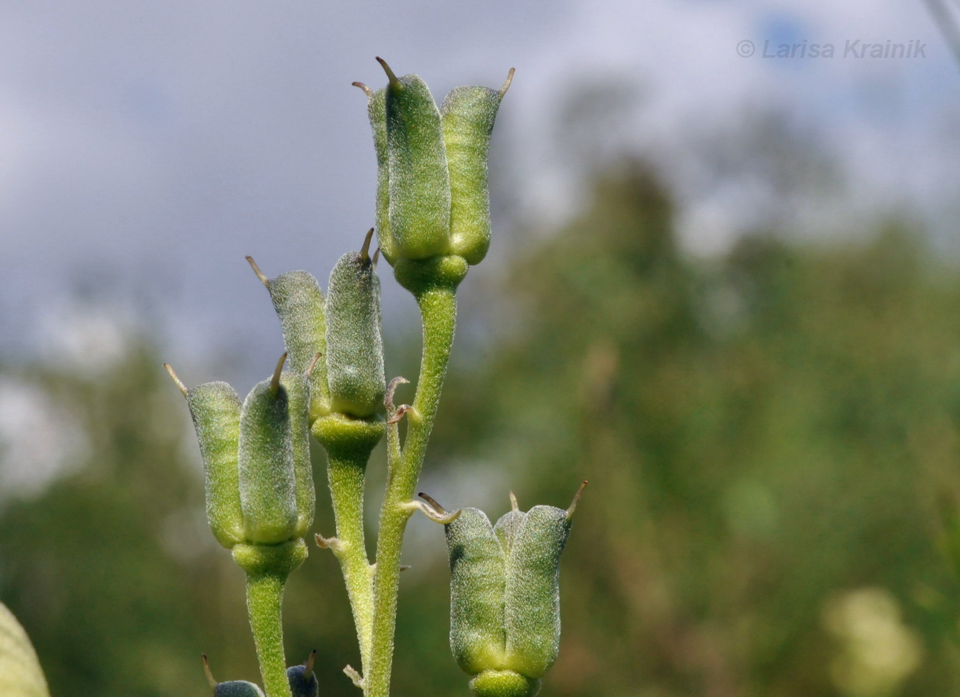 Image of Aconitum coreanum specimen.