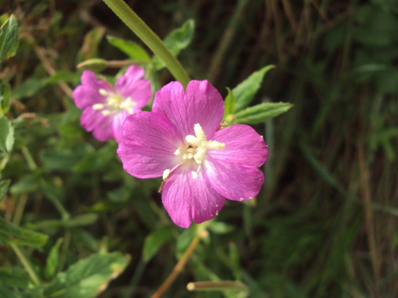 Изображение особи Epilobium hirsutum.