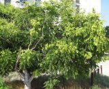 Koelreuteria paniculata. Плодоносящее растение. Крым, п-ов Тарханкут, пгт Черноморское. 1 19.07.2009.