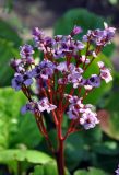 Bergenia crassifolia. Соцветие. Соловецкие острова, остров Большой Соловецкий, ботанический сад Соловецкого музея-заповедника. 07.07.2014.