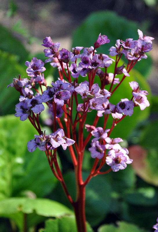 Изображение особи Bergenia crassifolia.