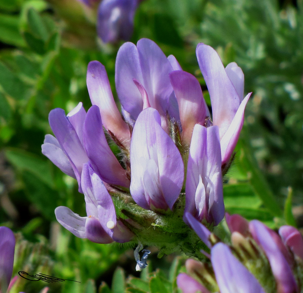 Image of Astragalus agrestis specimen.