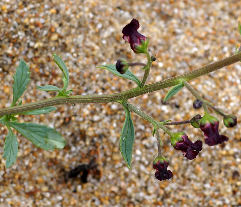 Изображение особи Scrophularia incisa.