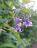 Solanum kitagawae