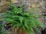 Woodsia fragilis