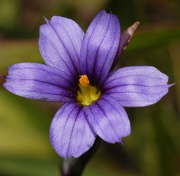 Изображение особи Sisyrinchium septentrionale.