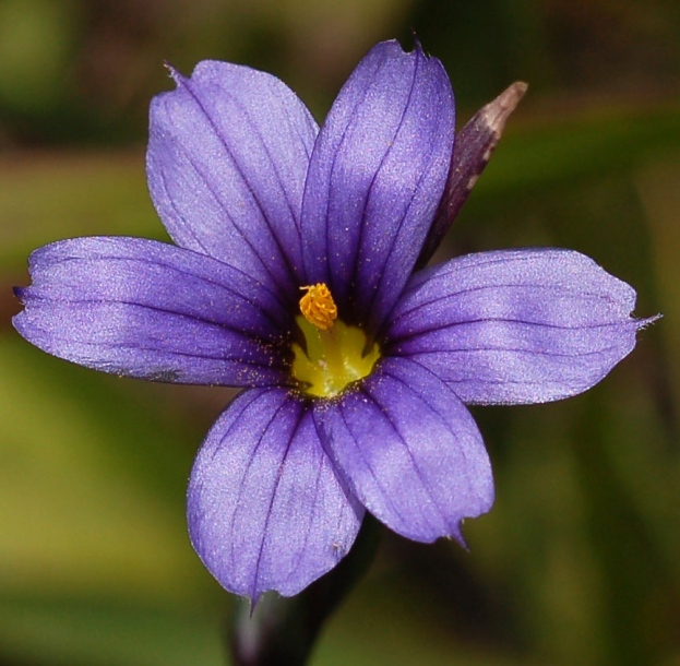 Image of Sisyrinchium septentrionale specimen.