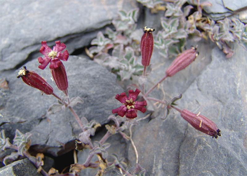 Image of Silene humilis specimen.