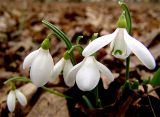 Galanthus alpinus