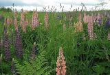 Lupinus × regalis. Цветущие растения на лугу (на месте заброшенных садовых участков). Томская обл., окр. г. Томск. 27.06.2009.