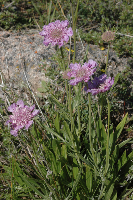 Image of Lomelosia alpestris specimen.