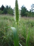 Setaria viridis