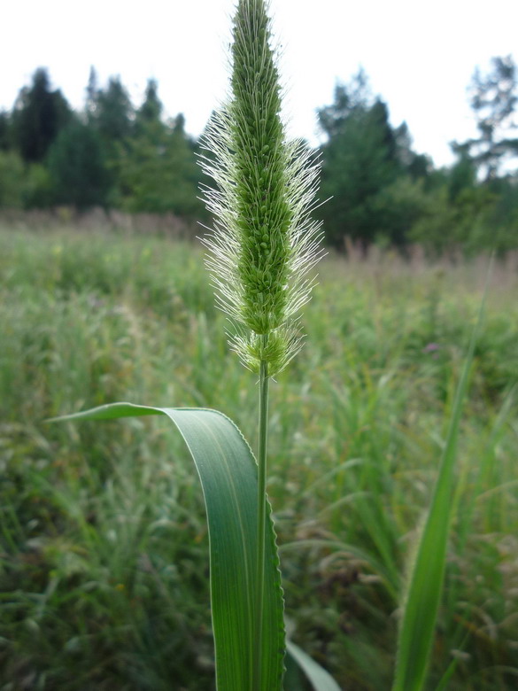 Изображение особи Setaria viridis.