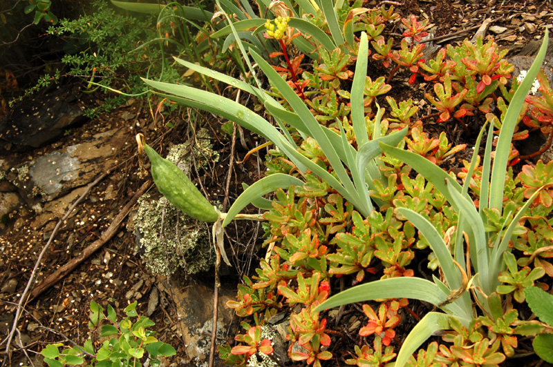 Image of Iris glaucescens specimen.