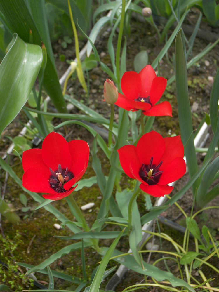 Изображение особи Tulipa linifolia.