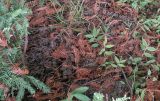 Sequoia sempervirens. Опавшие прошлогодние ветки с хвоей. Краснодарский край, окр. пос. Верхнее Лоо, м/о Сочи. 29.08.2014.