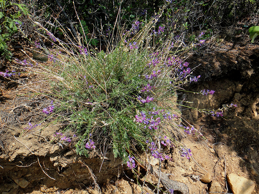 Изображение особи Oxytropis coerulea.