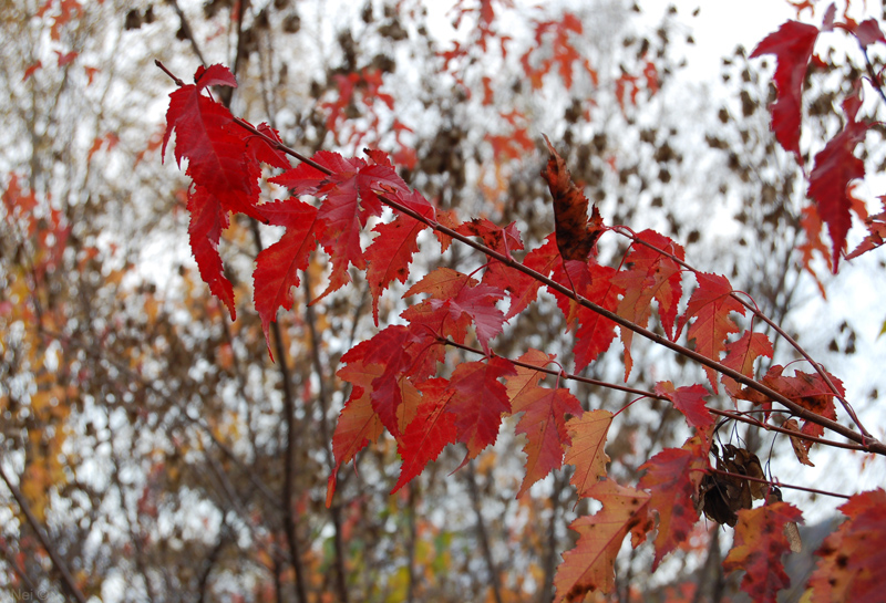 Image of Acer ginnala specimen.