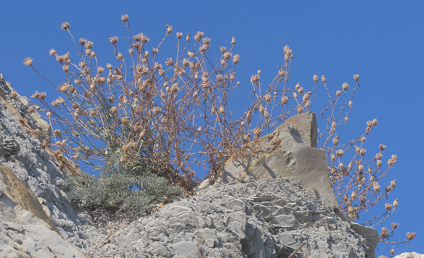 Image of Centaurea novorossica specimen.