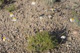 Pyrethrum transiliense