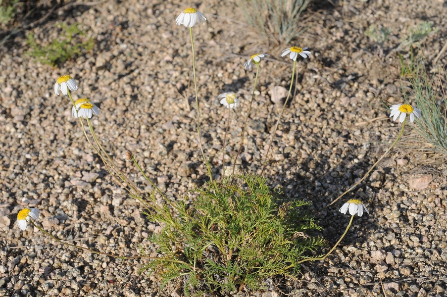 Изображение особи Pyrethrum transiliense.