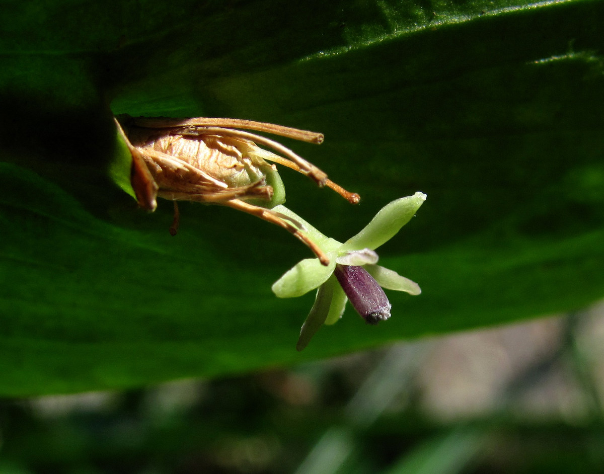 Image of Ruscus colchicus specimen.