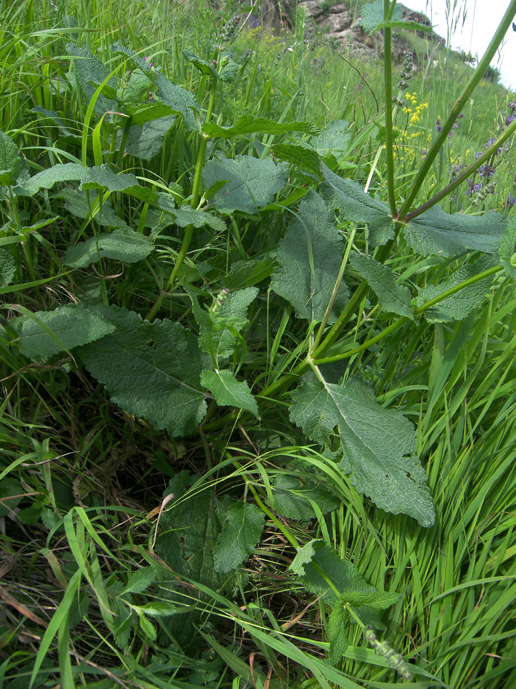 Image of Salvia kuznetzovii specimen.