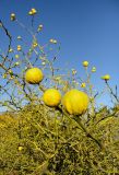 Poncirus trifoliata. Плодоносящее растение. Ботанический сад общегосударственного значения им. Академика В. И. Липского Одесского национального университета им. И.И. Мечникова. Старая территория. 19.11.2015.