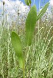 genus Gaillardia. Часть побега. Крым, Симферопольский р-н, окр. с. Урожайное, нарушенная выпасом степь. 15 июля 2015 г.