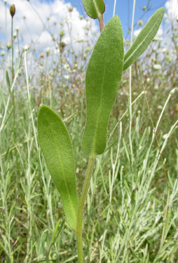 Изображение особи род Gaillardia.