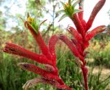 Anigozanthos flavidus. Соцветие. Австралия, г. Брисбен, ботанический сад. 30.12.2015.