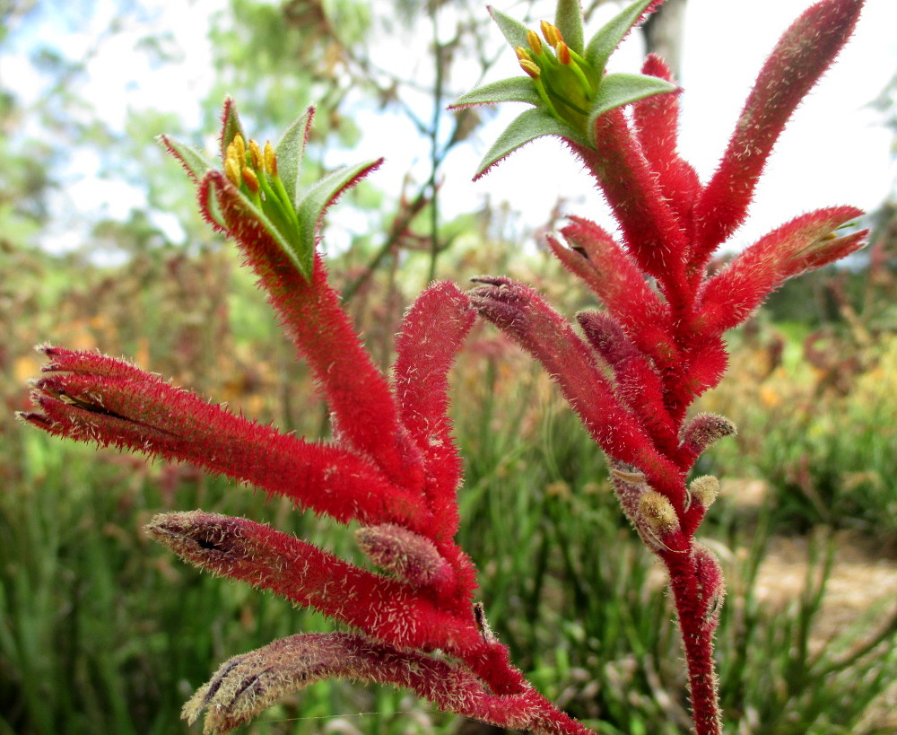 Image of Anigozanthos flavidus specimen.