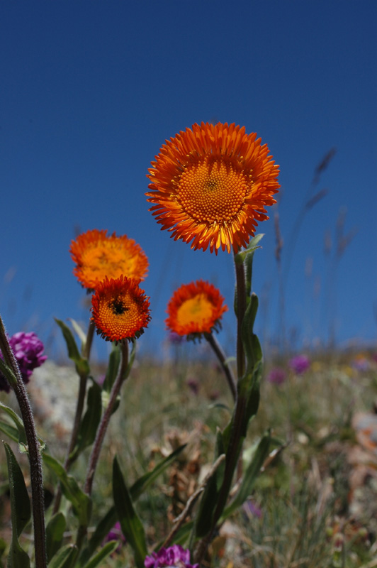 Изображение особи Erigeron aurantiacus.