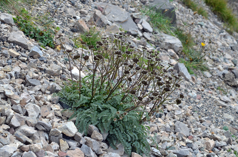 Image of Hymenolaena pimpinellifolia specimen.