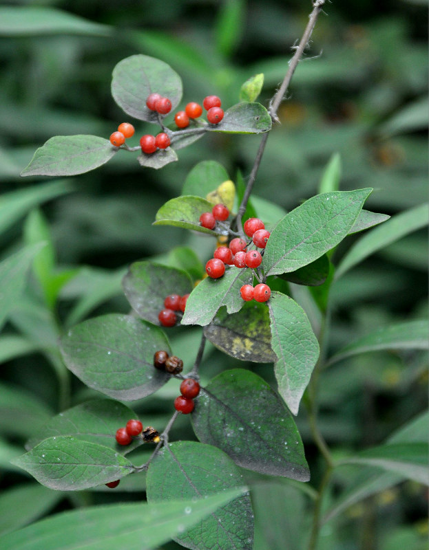 Изображение особи Lonicera ruprechtiana.