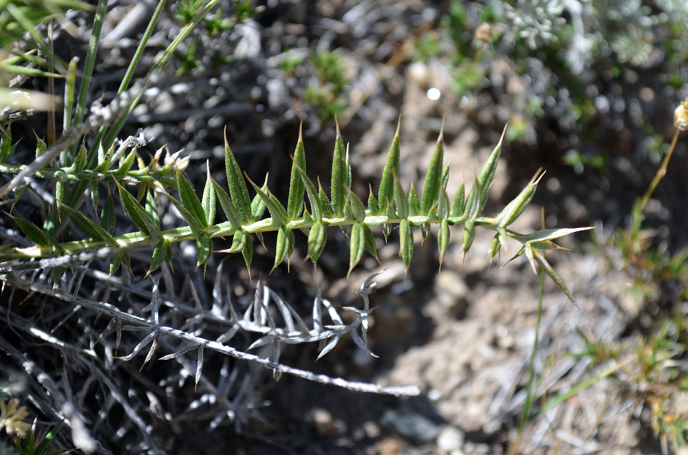 Image of Cousinia rubiginosa specimen.